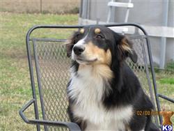australian shepherd puppy posted by KT Awesome Aussies